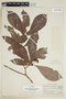 Psychotria cupularis image