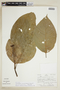 Psychotria cuspidulata image