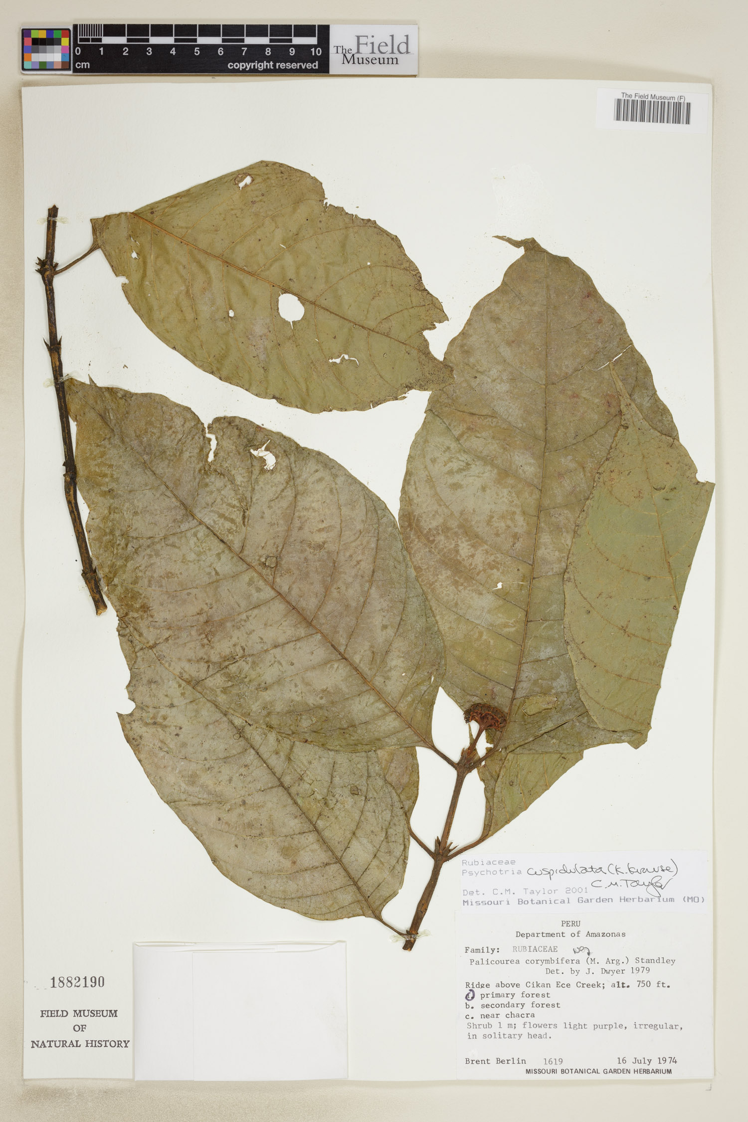 Psychotria cuspidulata image