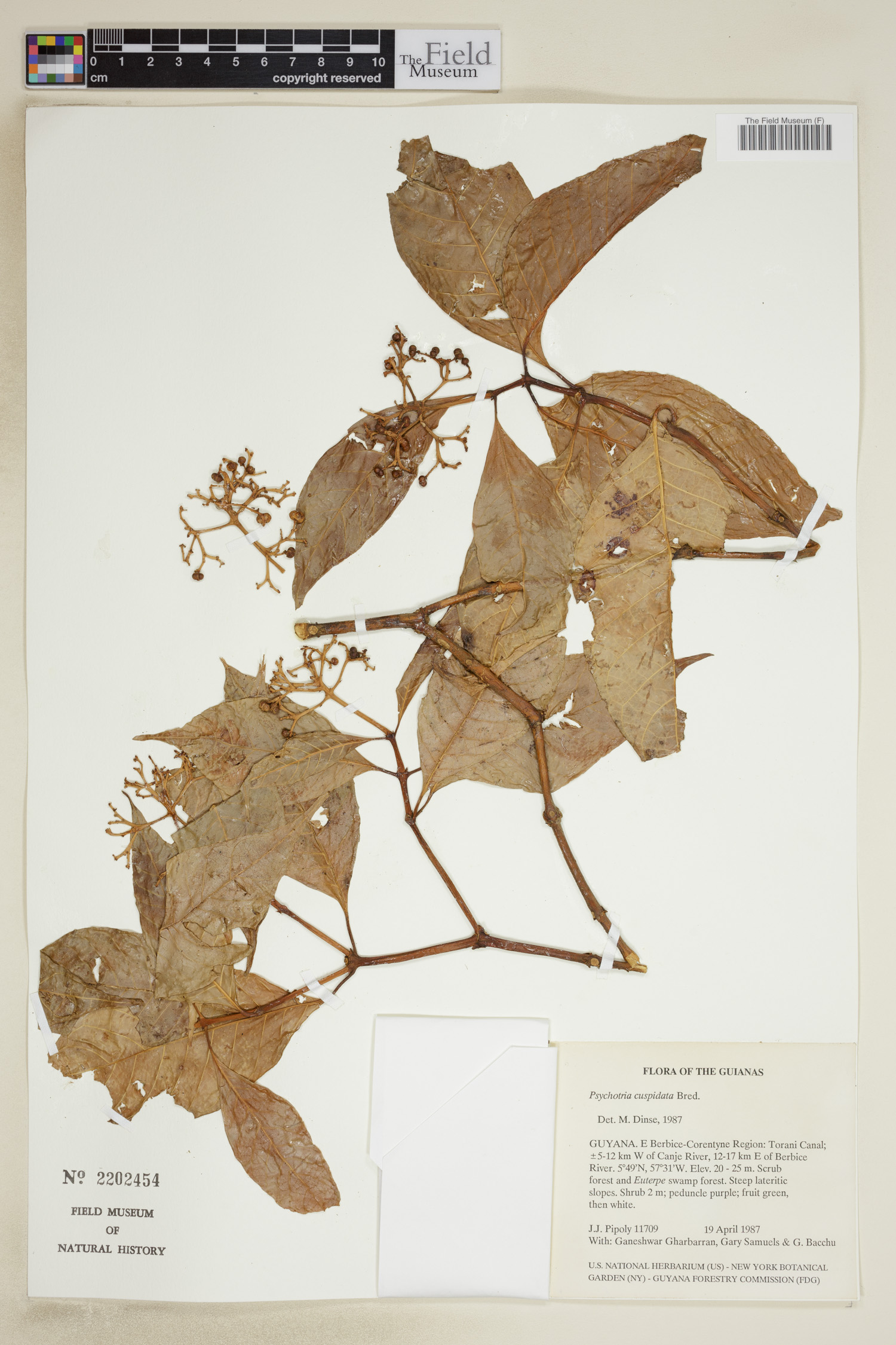 Psychotria cuspidata image