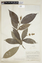 Psychotria daguensis image