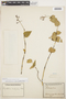 Psychotria cardiomorpha image