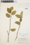Psychotria cardiomorpha image