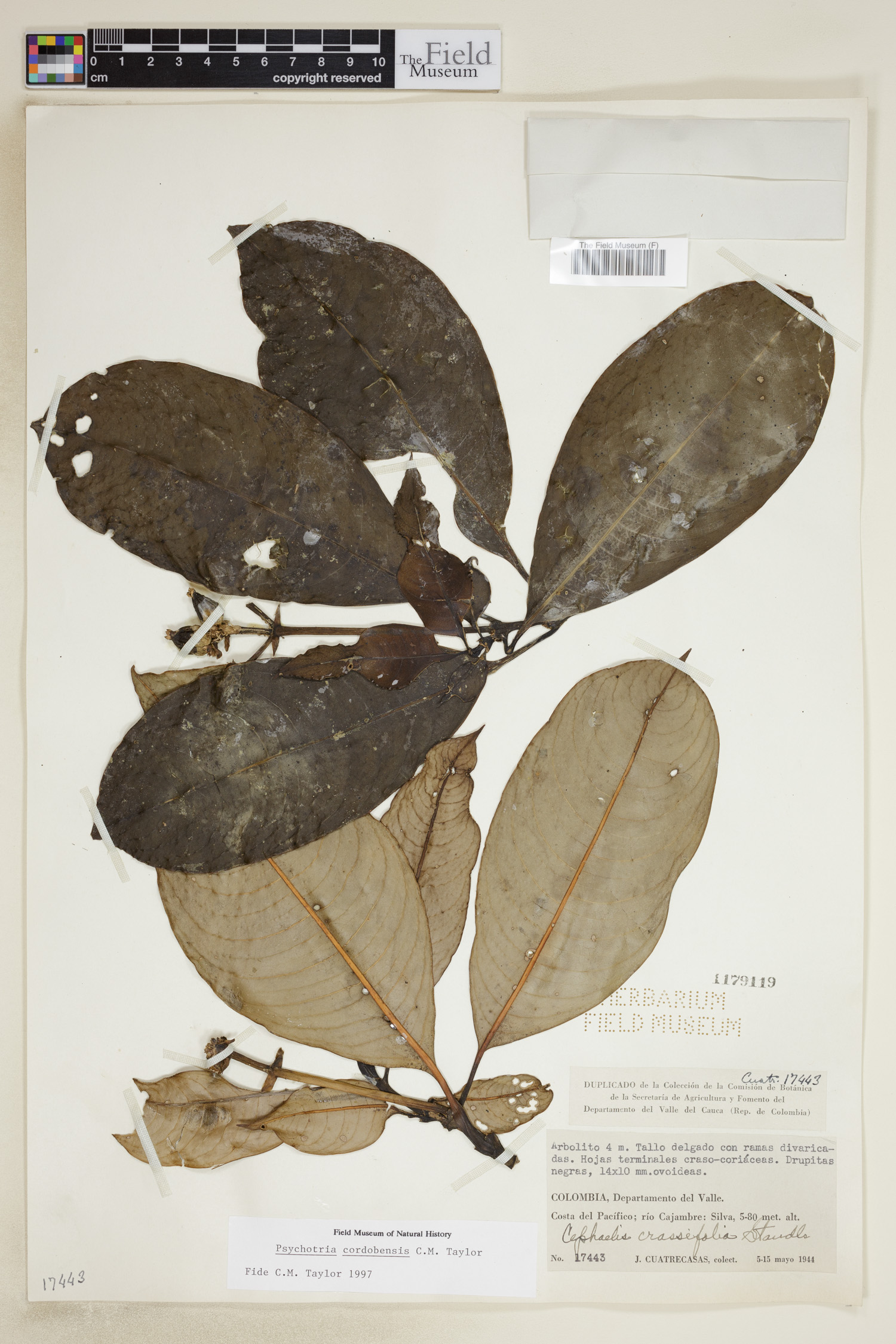 Psychotria cordobensis image