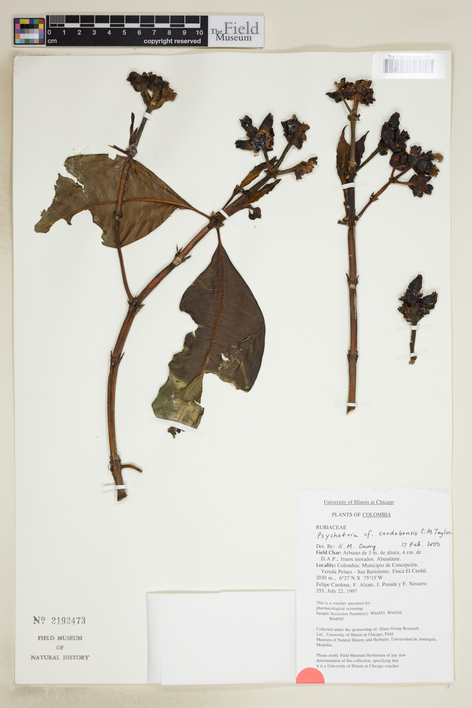 Psychotria cordobensis image