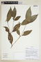 Psychotria cornigera image