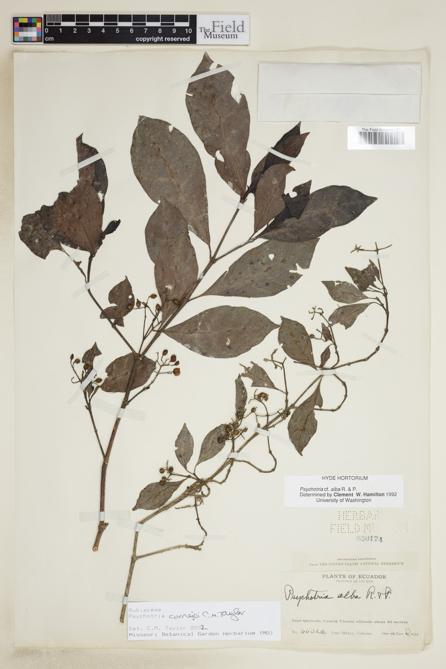 Psychotria cornejoi image