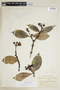 Psychotria cordobensis image