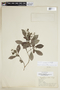 Psychotria cornejoi image