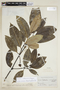Psychotria costanensis image