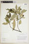 Psychotria costanensis image