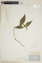 Psychotria costularia image