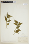 Psychotria costularia image