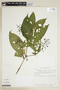 Psychotria venulosa image