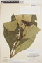 Carapichea dolichophylla image