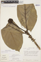 Carapichea dolichophylla image