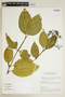 Psychotria duricoria image