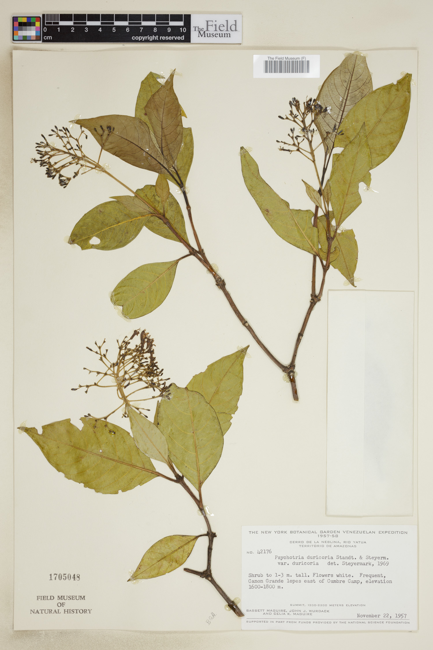 Psychotria duricoria image