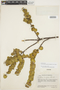 Coccochondra durifolia image