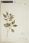 Psychotria vogeliana image