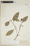Psychotria vogeliana image