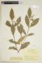 Psychotria egensis image