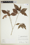 Psychotria eggersii image