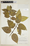 Psychotria everardii image