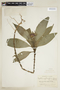 Psychotria erythrocephala image