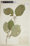 Psychotria friburgensis image