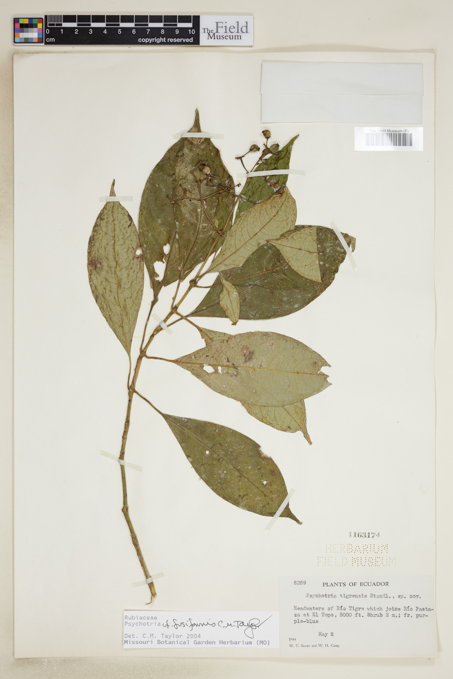 Psychotria fusiformis image