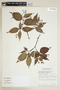Psychotria glandulicalyx image