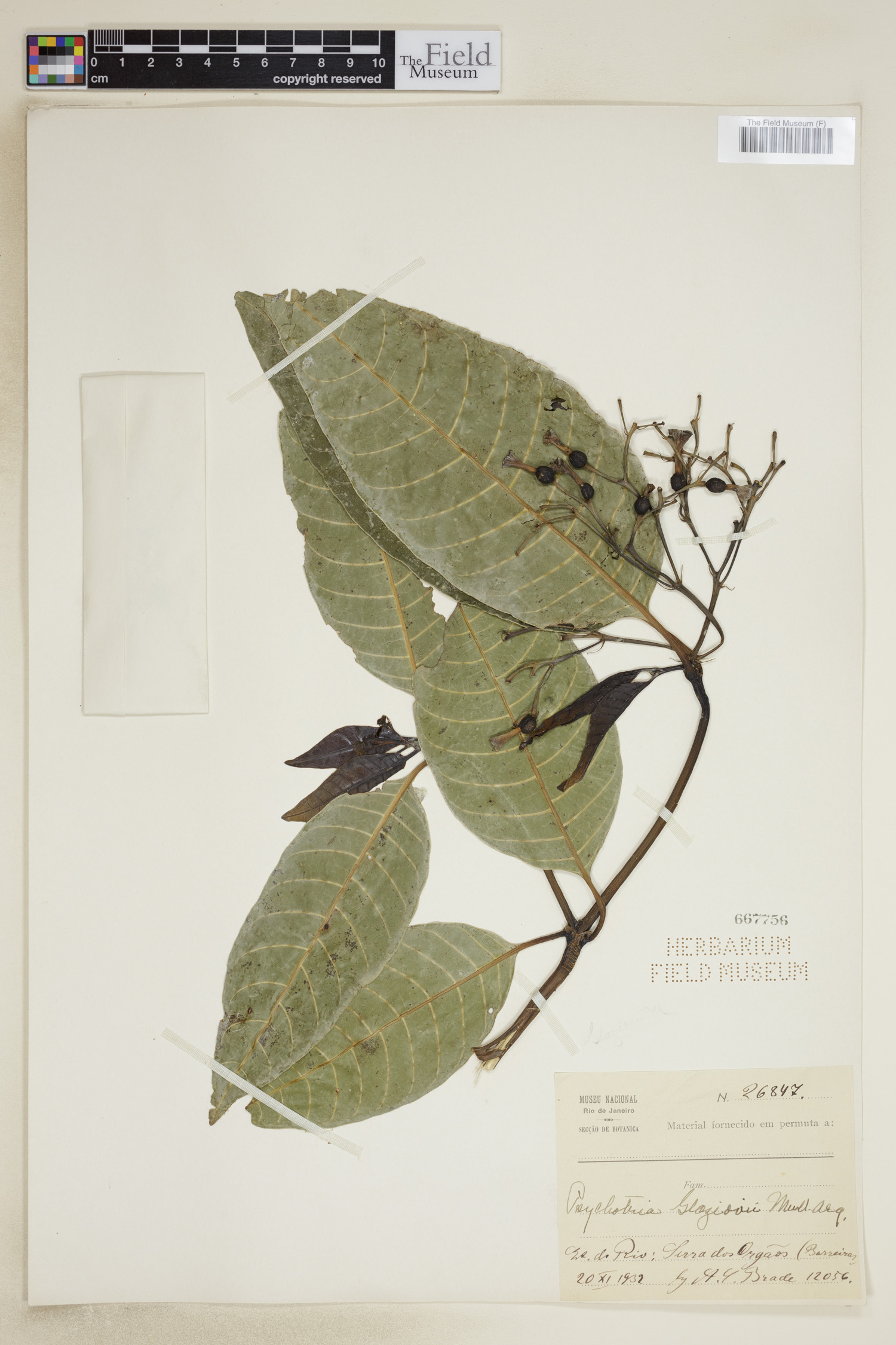 Psychotria glaziovii image