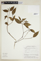 Psychotria glandulicalyx image