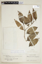 Psychotria gracilenta image