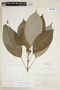 Psychotria guapilensis image