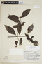 Psychotria hastisepala image