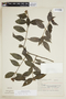 Psychotria hastisepala image