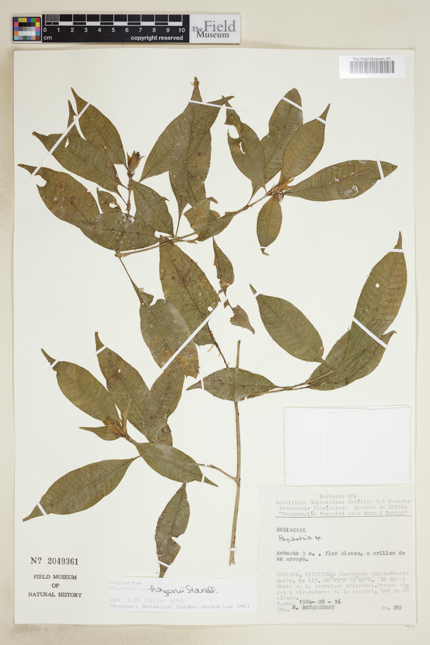 Psychotria hazenii image