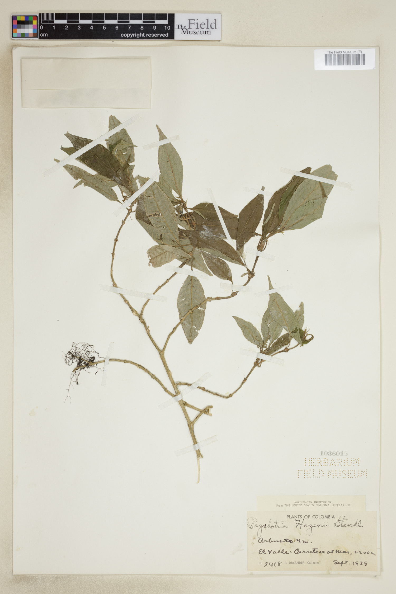 Psychotria hazenii image