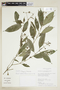Psychotria hazenii image