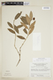 Psychotria hemicephaelis image