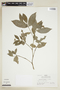 Psychotria herzogii image