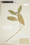 Psychotria herzogii image
