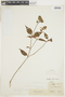 Psychotria hoffmannseggiana image