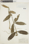 Psychotria stipulosa image