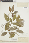 Psychotria horizontalis image
