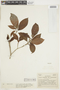 Psychotria horizontalis image