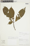 Psychotria huampamiensis image