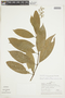 Psychotria huantensis image